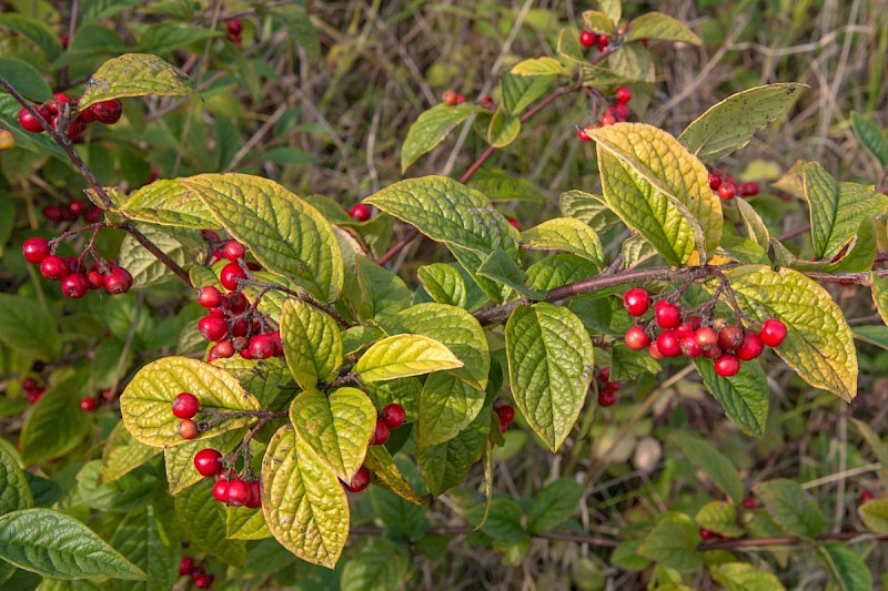 Cotoneaster bullatus - © Charles Hipkin