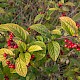 Cotoneaster bullatus