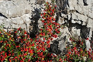 Cotoneaster amoenus Beautiful Cotoneaster