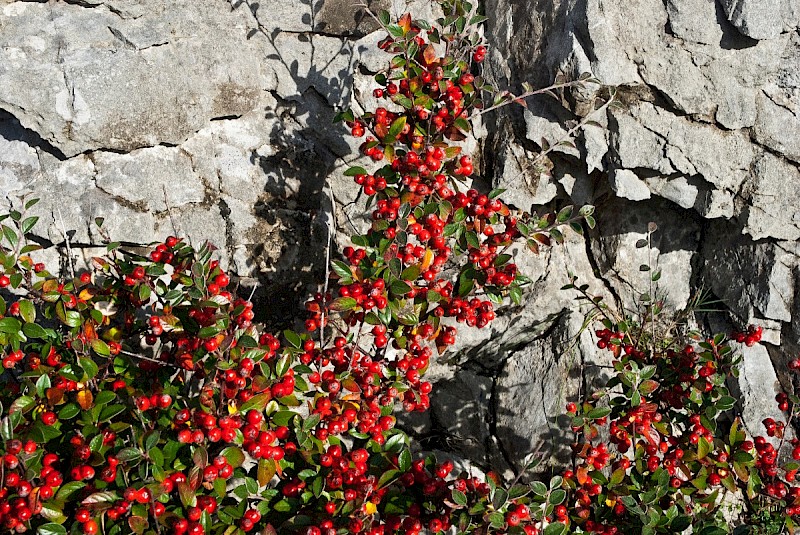 Cotoneaster amoenus - © Charles Hipkin