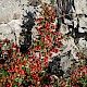 Cotoneaster amoenus