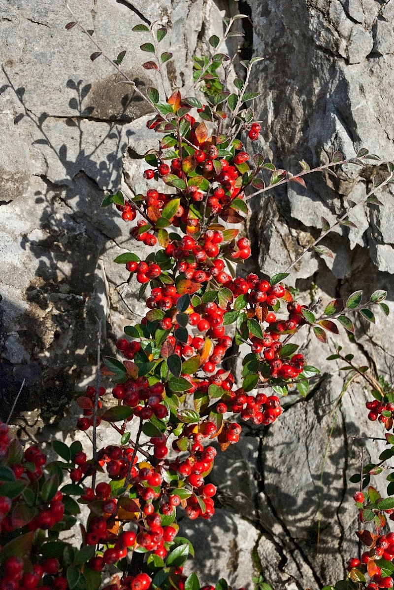 Cotoneaster amoenus - © Charles Hipkin