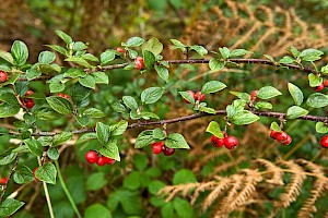 Cotoneaster dielsianus Diels' Cotoneaster