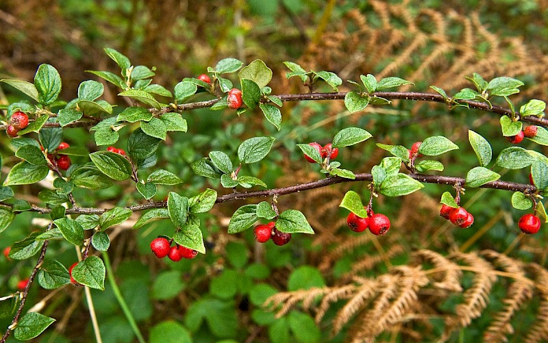 Cotoneaster dielsianus - © Charles Hipkin