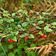 Cotoneaster dielsianus