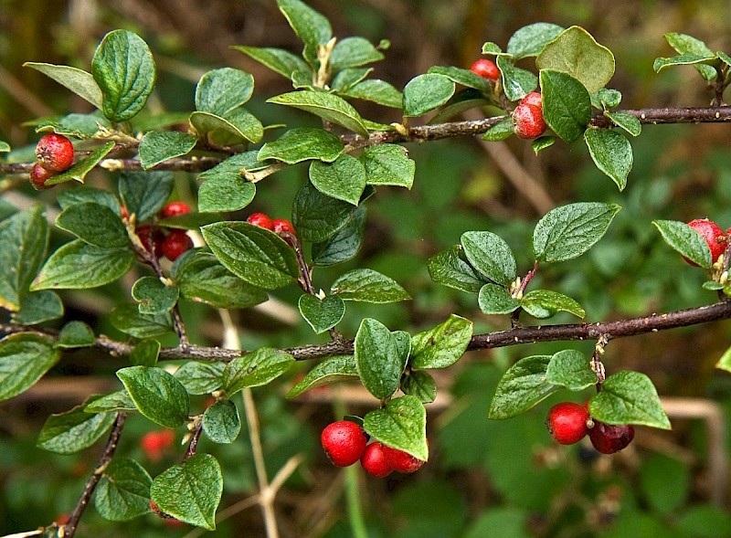 Cotoneaster dielsianus - © Charles Hipkin