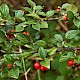 Cotoneaster dielsianus