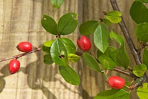 Cotoneaster divaricatus Spreading Cotoneaster