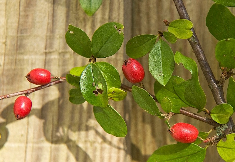 Cotoneaster divaricatus - © Charles Hipkin