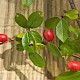 Cotoneaster divaricatus