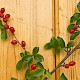 Cotoneaster divaricatus