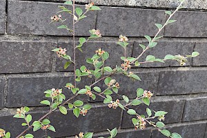 Cotoneaster franchetii Franchet's Cotoneaster