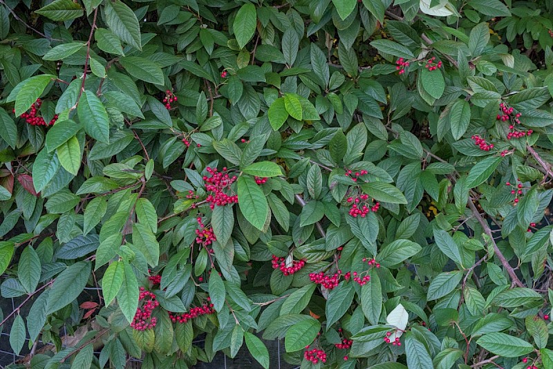 Cotoneaster frigidus - © Charles Hipkin