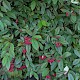 Cotoneaster frigidus