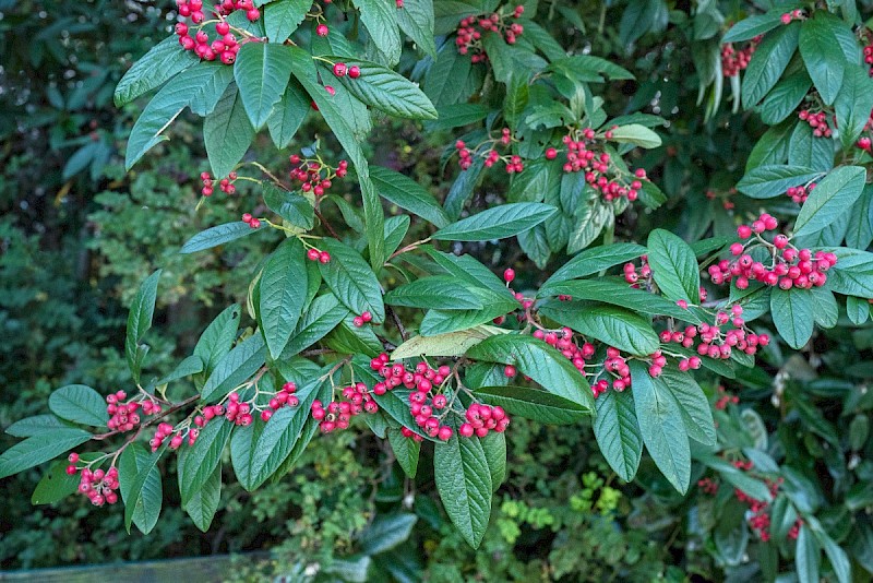 Cotoneaster frigidus - © Charles Hipkin