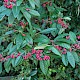 Cotoneaster frigidus