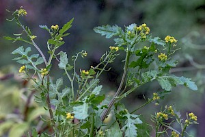 Rorippa palustris Marsh Yellow-cress