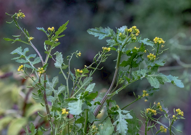 Rorippa palustris - © Charles Hipkin