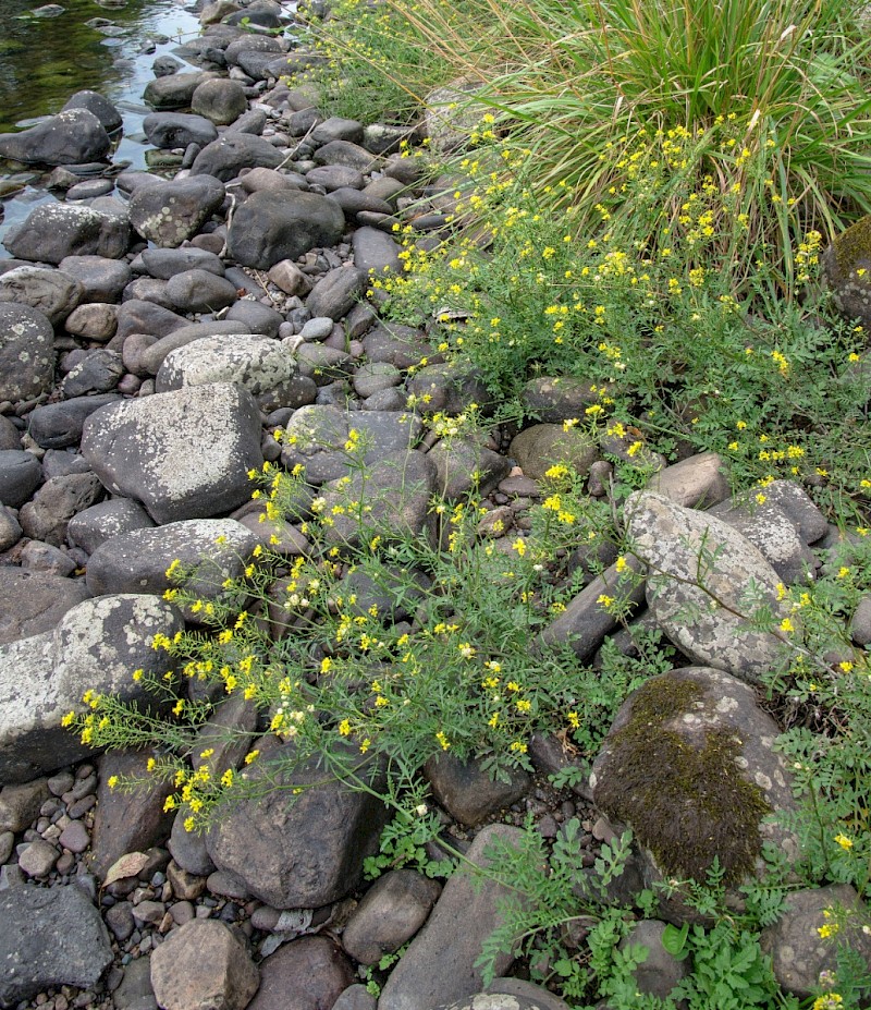 Rorippa sylvestris - © Charles Hipkin