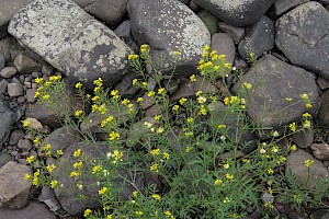 Rorippa sylvestris Creeping Yellow-cress