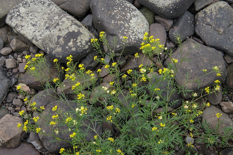 Rorippa sylvestris - © Charles Hipkin