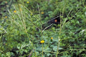 Digitaria sanguinalis Hairy Finger-grass