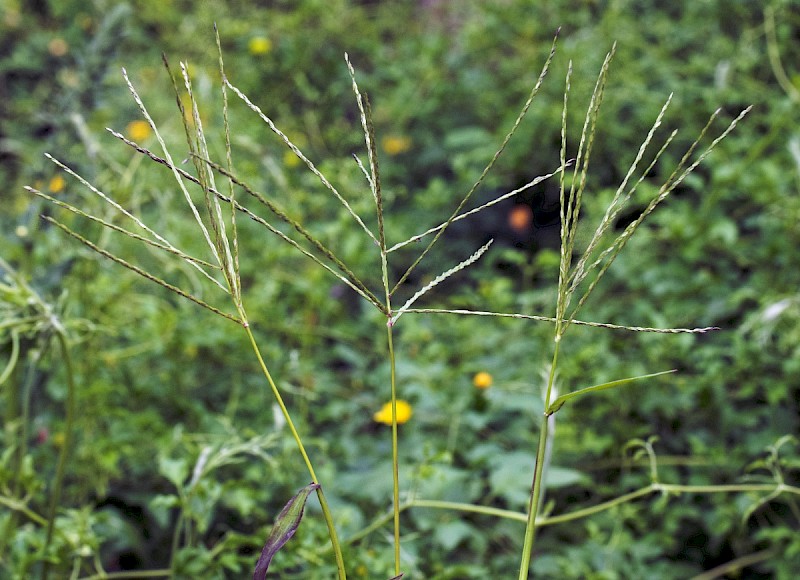 Digitaria sanguinalis - © Charles Hipkin