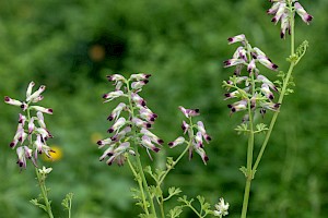 Fumaria capreolata subsp. babingtonii White Ramping-fumitory