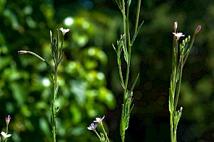 Epilobium tetragonum Square-stalked Willowherb