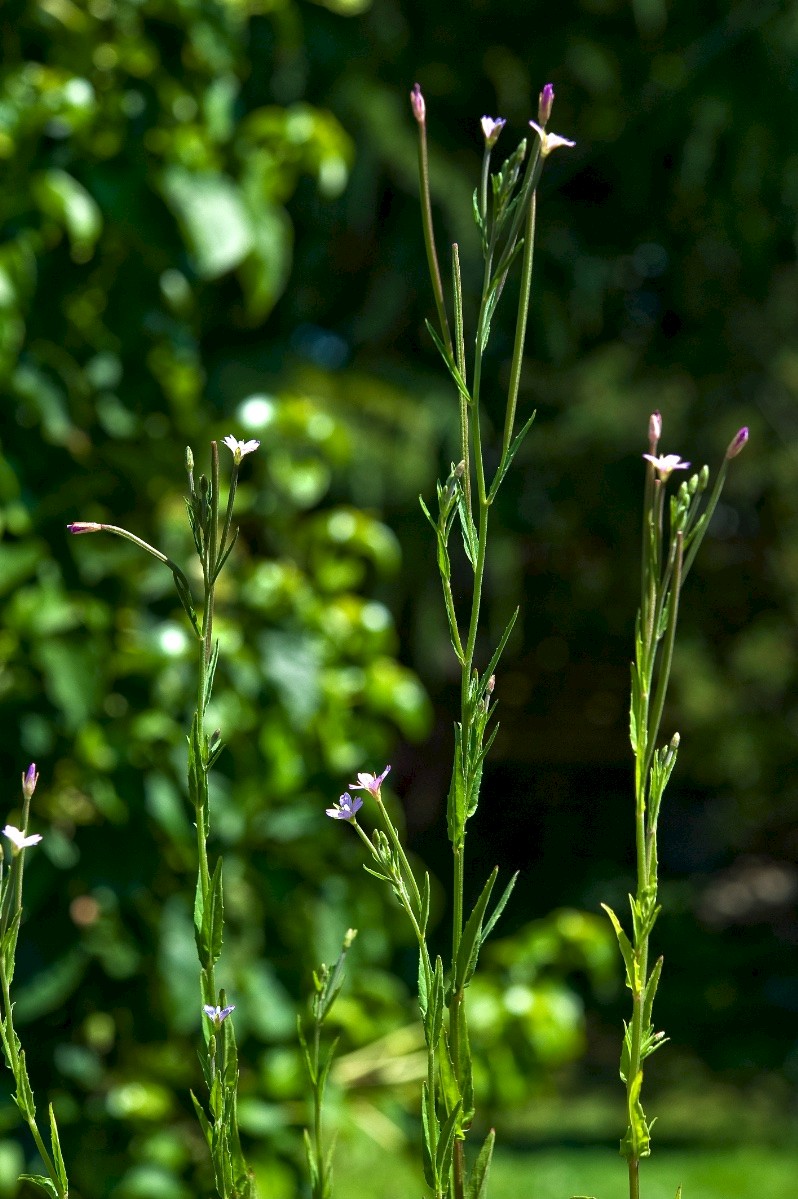 Epilobium tetragonum - © Charles Hipkin