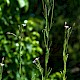 Epilobium tetragonum