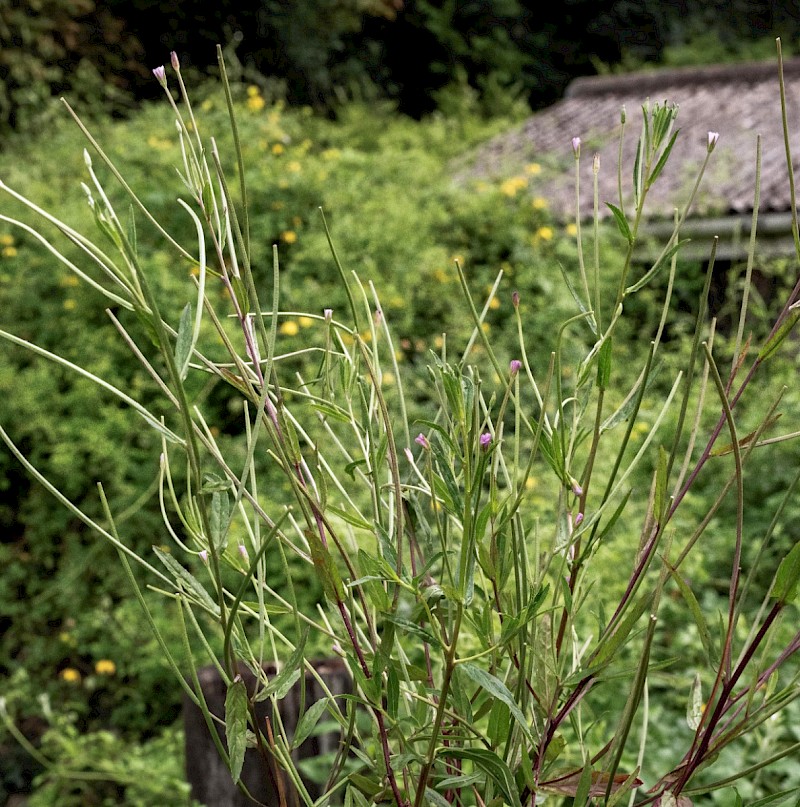 Epilobium tetragonum - © Charles Hipkin