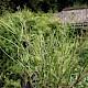 Epilobium tetragonum