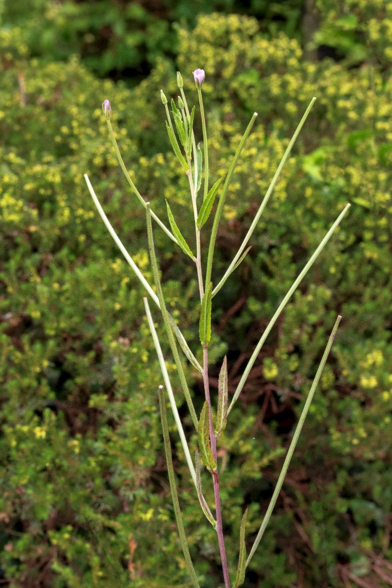 Epilobium tetragonum - © Charles Hipkin