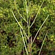 Epilobium tetragonum