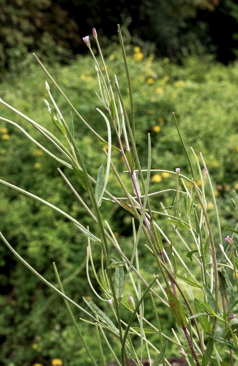 Epilobium tetragonum - © Charles Hipkin