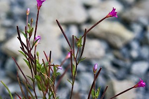 Epilobium obscurum Short-fruited Willowherb