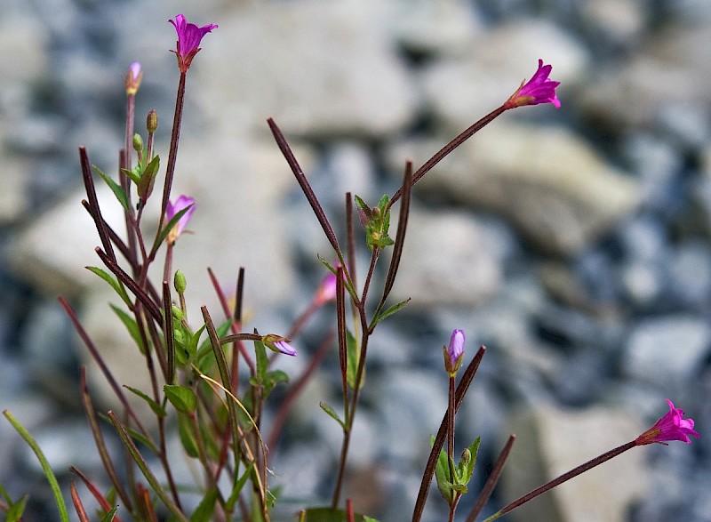 Epilobium obscurum - © Charles Hipkin