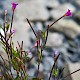 Epilobium obscurum