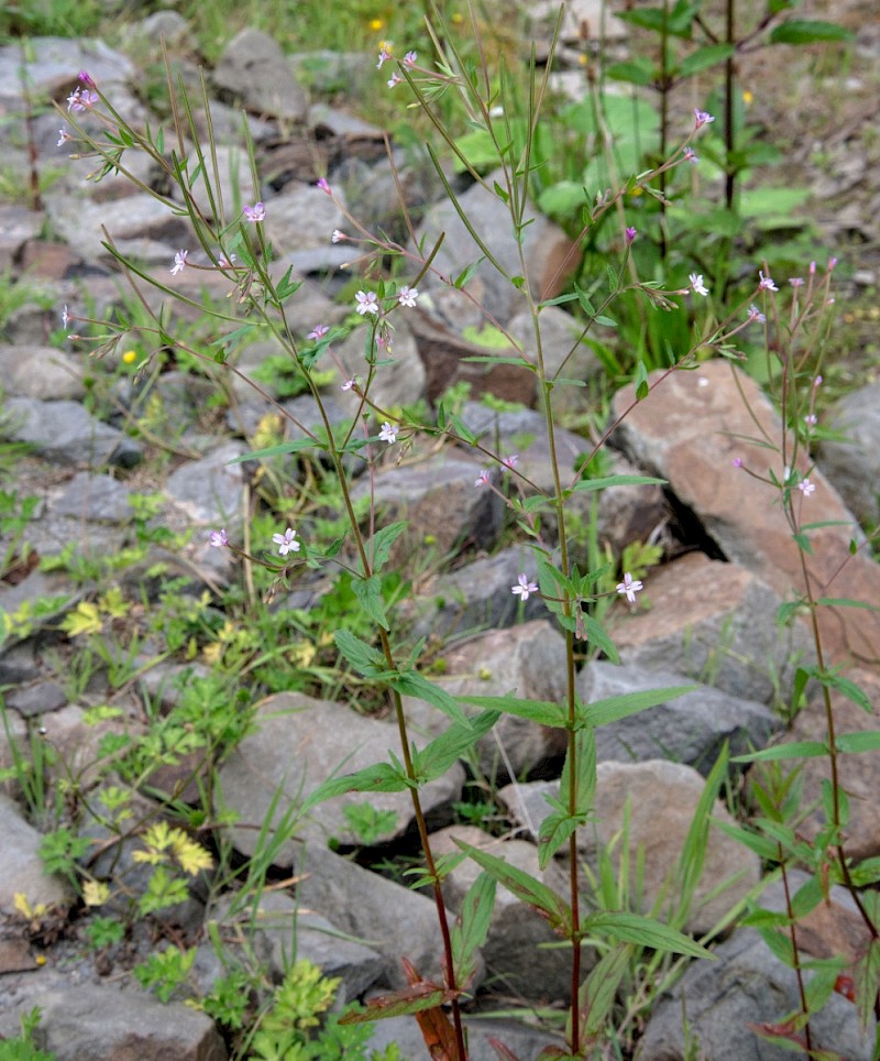 Epilobium ciliatum - © Charles Hipkin