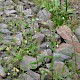 Epilobium ciliatum