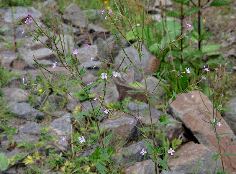 Epilobium ciliatum - © Charles Hipkin