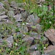 Epilobium ciliatum