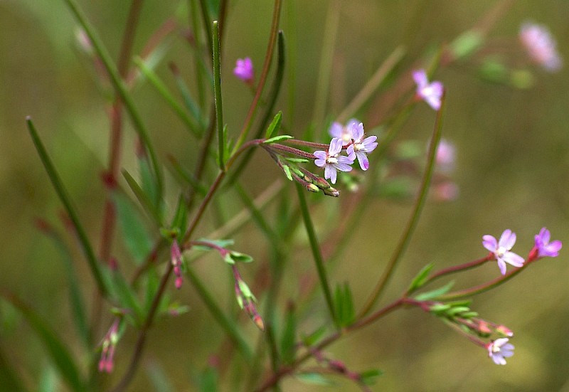 Epilobium ciliatum - © Charles Hipkin