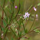 Epilobium ciliatum