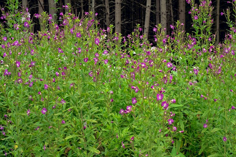 Epilobium hirsutum - © Charles Hipkin