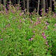 Epilobium hirsutum