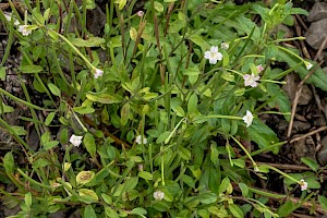 Epilobium lanceolatum Spear-leaved Willowherb