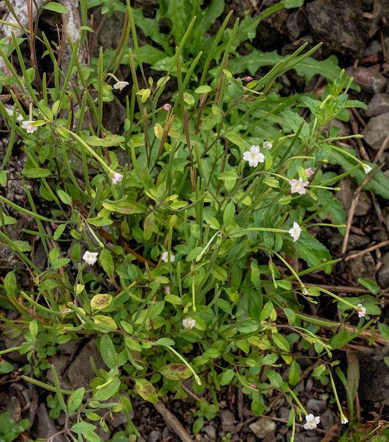 Epilobium lanceolatum - © Charles Hipkin