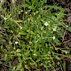 Epilobium lanceolatum